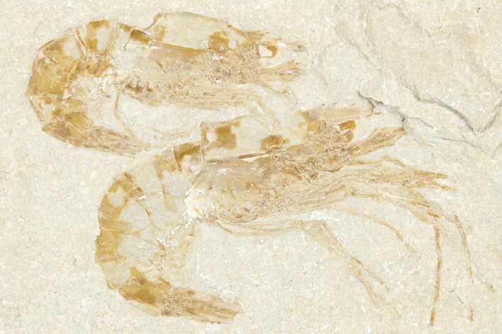 Two Cretaceous Fossil Shrimp - Lebanon #322081
